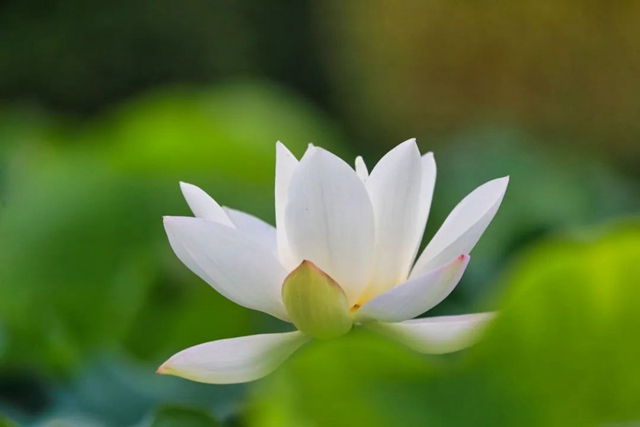 炎炎夏日,带你领略荷花之美!(图14) 14.jpg