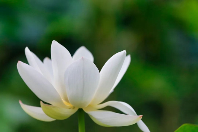 炎炎夏日,带你领略荷花之美!(图15) 15.jpg