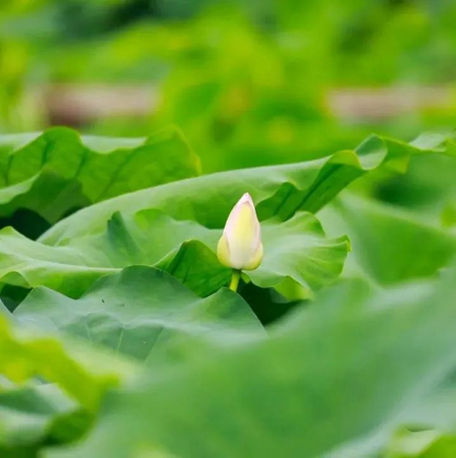 炎炎夏日,带你领略荷花之美!(图2) 2.jpg
