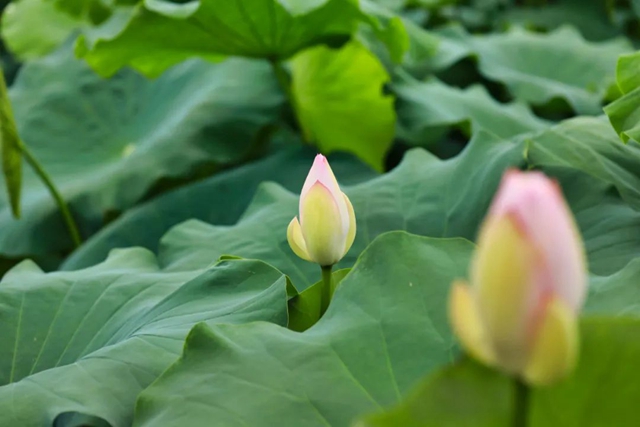 炎炎夏日,带你领略荷花之美!(图4) 4.jpg