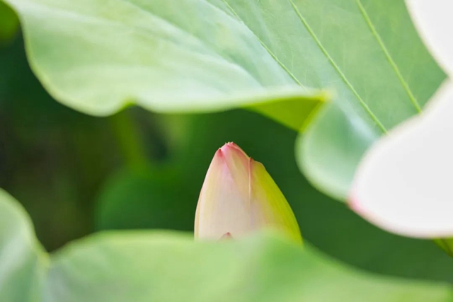 炎炎夏日,带你领略荷花之美!(图6) 6.jpg