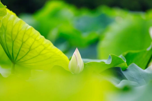 炎炎夏日,带你领略荷花之美!(图7) 7.jpg