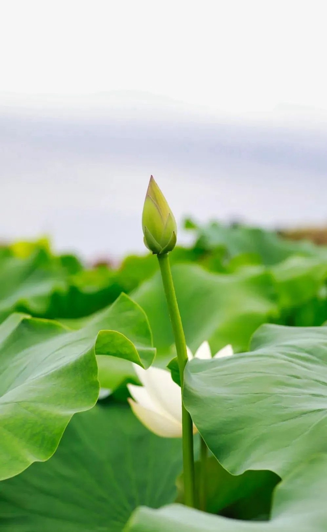 炎炎夏日,带你领略荷花之美!(图3) 3.jpg