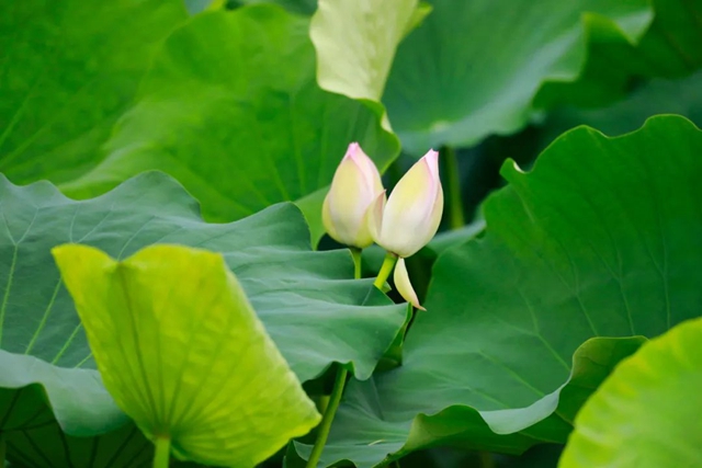 炎炎夏日,带你领略荷花之美!(图8) 8.jpg