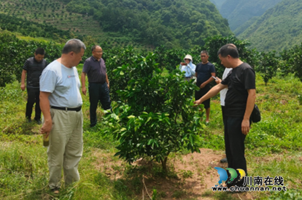 泸州:科技服务精品果业 九三学社专家在行动(图1) 果1.png