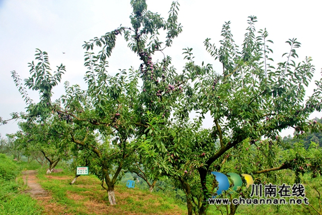 泸县石桥镇花果人家李子产业园.jpg