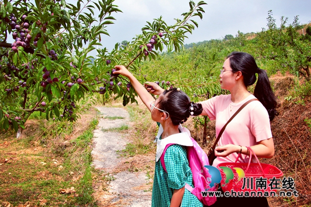 游客在采摘脆红李.jpg