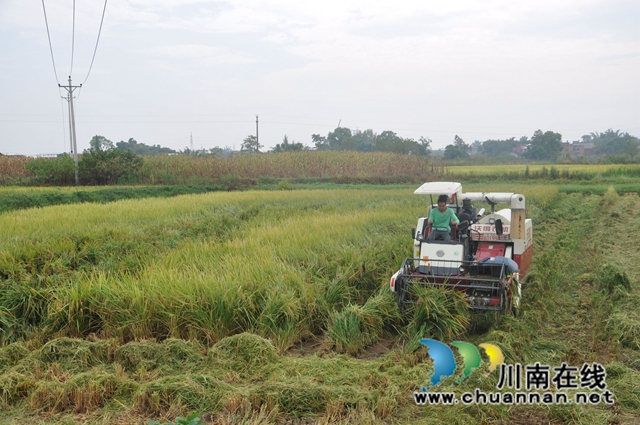 泸县:农机农艺融合,收割机有了专用跑道!(图1) 机收水稻(余翔摄).jpg