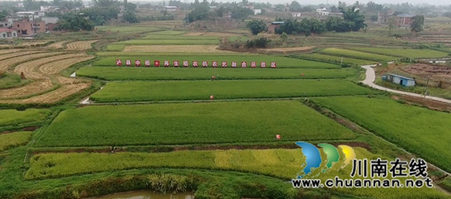 泸县:农机农艺融合,收割机有了专用跑道!(图4) 示范基地(余翔摄).jpg