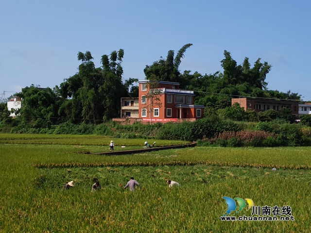 最高亩产达786公斤!泸县中稻+再生稻吨粮田示范区中稻测产成绩喜人(图3) 农户收割稻谷(曾佐然摄).jpg