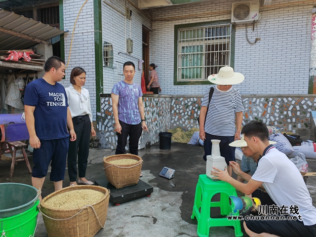 最高亩产达786公斤!泸县中稻+再生稻吨粮田示范区中稻测产成绩喜人(图4) 现场测产(曾佐然摄).jpg