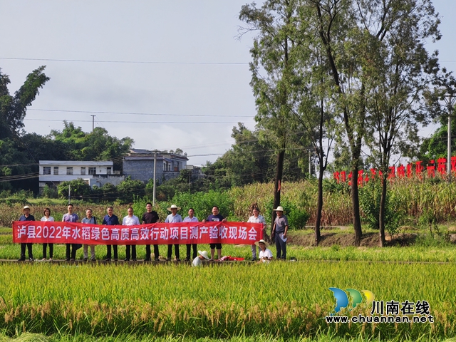 最高亩产达786公斤!泸县中稻+再生稻吨粮田示范区中稻测产成绩喜人(图1) 泸县2022年水稻绿色高质高效项目测产验收现场会(曾佐然摄).jpg