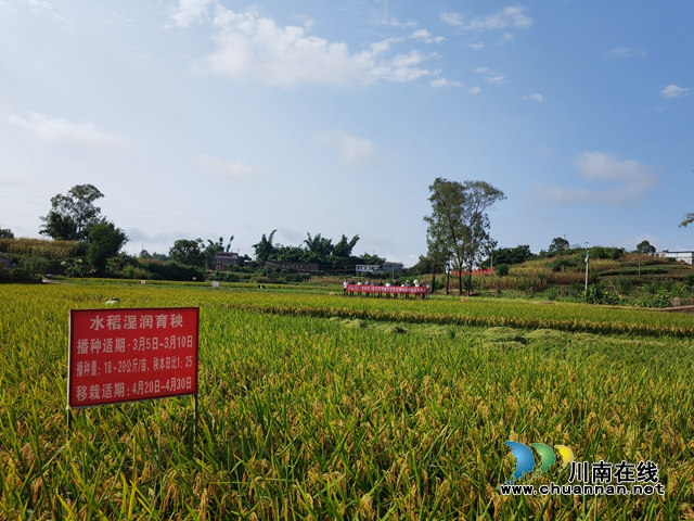 最高亩产达786公斤!泸县中稻+再生稻吨粮田示范区中稻测产成绩喜人(图2) 泸县丰收的中稻田(曾佐然摄).jpg