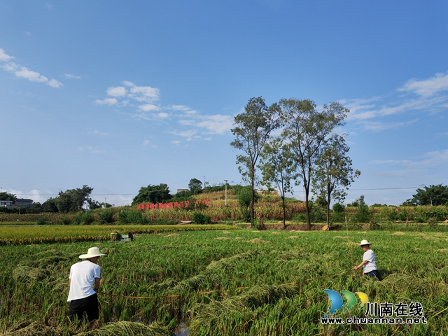 最高亩产达786公斤!泸县中稻+再生稻吨粮田示范区中稻测产成绩喜人(图5) 现场测方(曾佐然摄).jpg