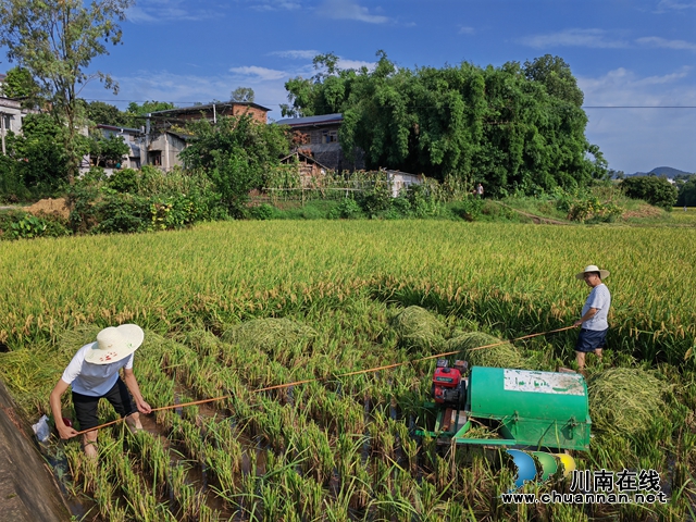 最高亩产达786公斤!泸县中稻+再生稻吨粮田示范区中稻测产成绩喜人(图6) 现场测量面积(曾佐然摄).jpg