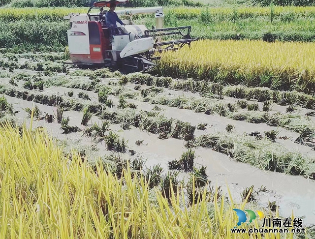 纳溪区大渡口镇铜鼓村:小田变大田 省力又增收(图1) 收割机在高标准农田收割稻谷.jpg