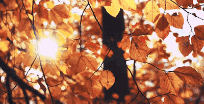 【警惕】“多事之秋”,注意提防以下皮肤病↓↓↓(图1) 640.gif