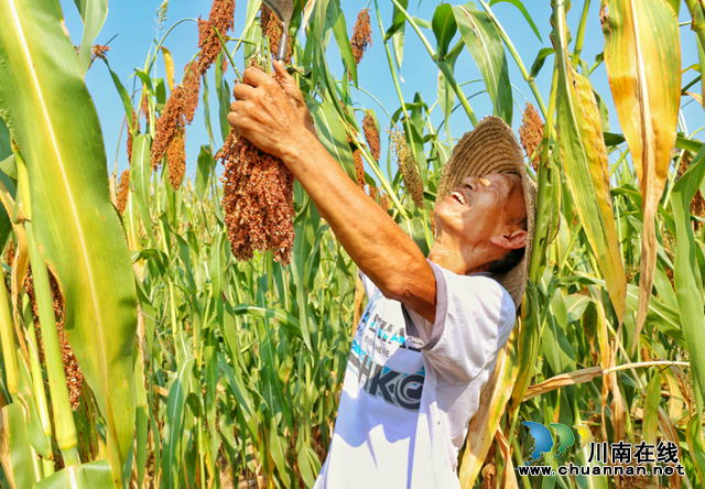 泸县红梁迎丰收,乡贤日子“红”起来(图1) 微信图片_20220801113020.png