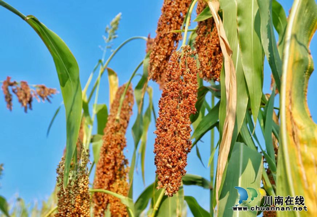 泸县红梁迎丰收,乡贤日子“红”起来(图2) 微信图片_20220801112957.jpg