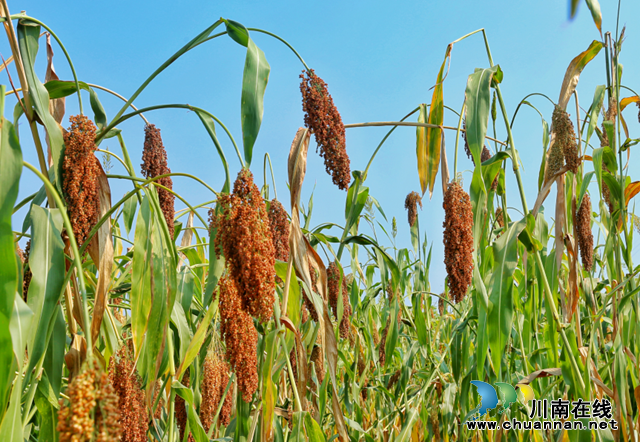 泸县红梁迎丰收,乡贤日子“红”起来(图4) 微信图片_20220801113005.png
