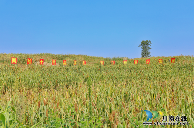 泸县红梁迎丰收,乡贤日子“红”起来(图3) 微信图片_20220801113016.png