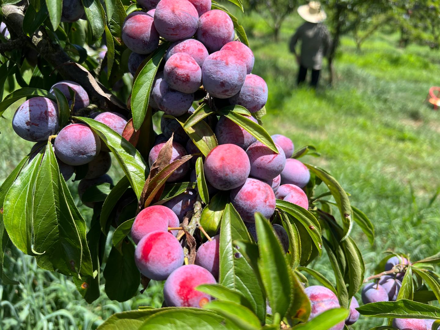 古蔺县金兰街道脆红李丰收 急寻销路