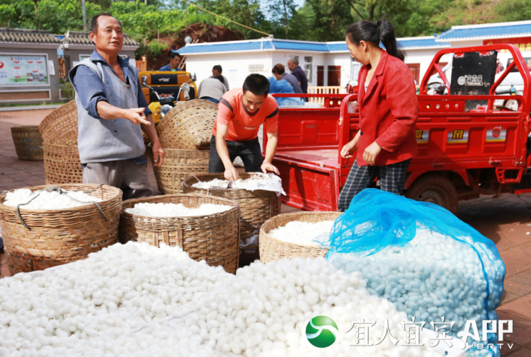 收入达9411万元！宜宾这些蚕农大丰收啦！