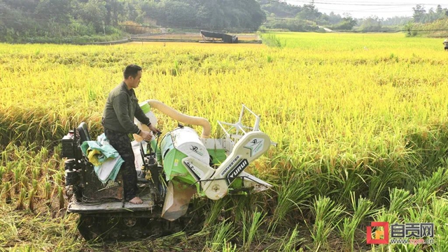 富顺县:“中稻＋再生稻”模式打造高水平粮仓