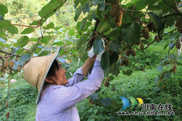 古蔺县东新镇: 猕猴桃穿上“防晒衣”,丰收有保障(图2) 图片2.jpg