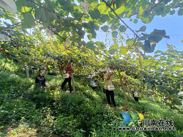 古蔺县东新镇: 猕猴桃穿上“防晒衣”,丰收有保障(图3) 图片3.jpg