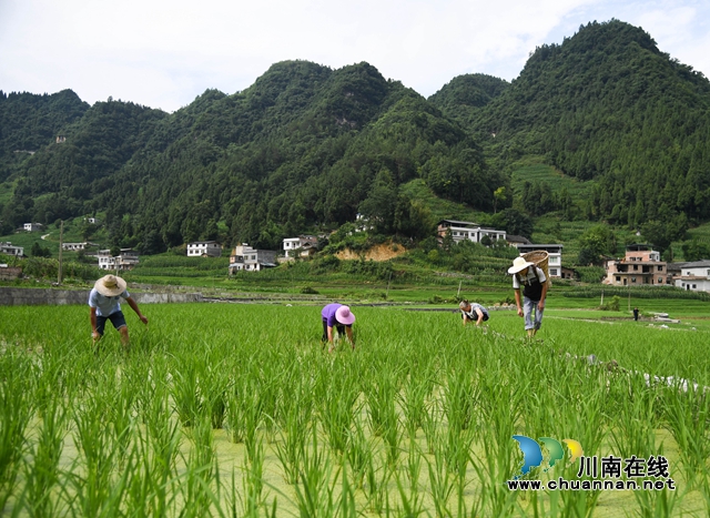 农旅融合赋能乡村振兴|泸州:正在崛起中的“南翼”样板(图9) 8、观文镇民乐村2社的农民在鱼稻共生种植基地进行田间管理。.jpg