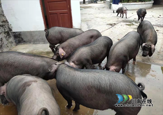 农旅融合赋能乡村振兴|泸州:正在崛起中的“南翼”样板(图10) 10、观文丫杈猪产业.jpg