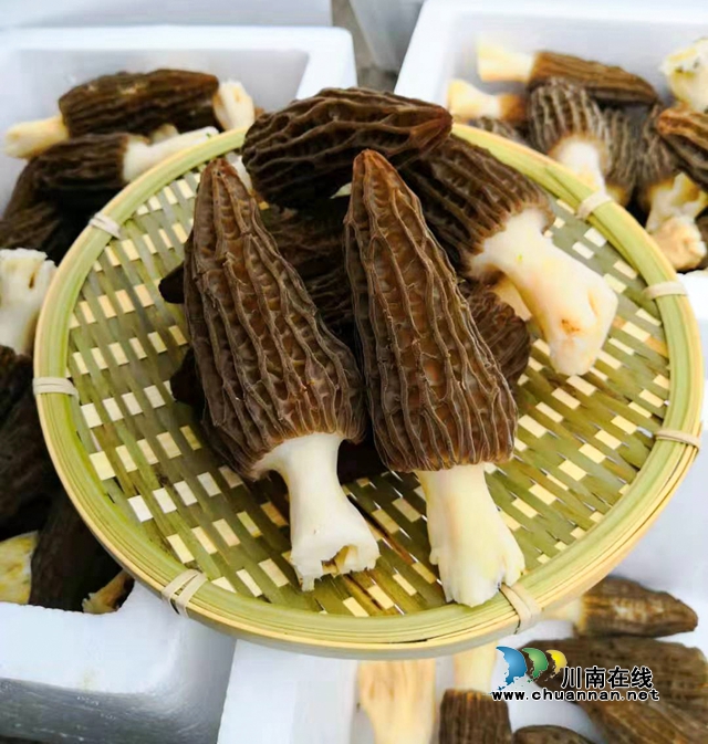 农旅融合赋能乡村振兴|泸州:正在崛起中的“南翼”样板(图12) 12、观文食用菌.jpg