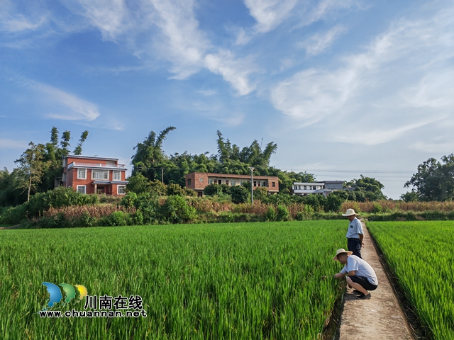 有了灌溉水，再生稻长势良好（曾佐然摄）.jpg