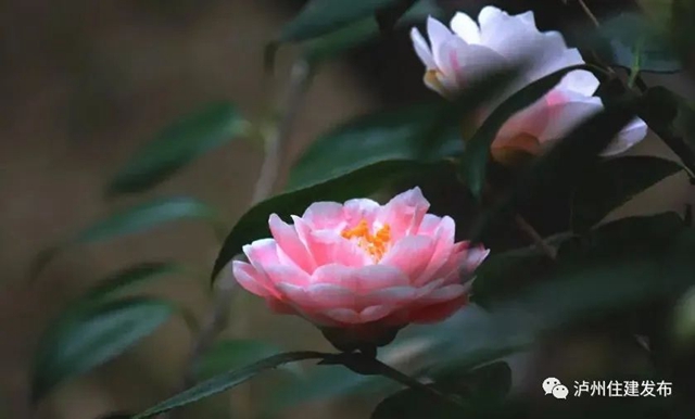 40℃+的高温天，花卉“度夏”小妙招赶紧学起来