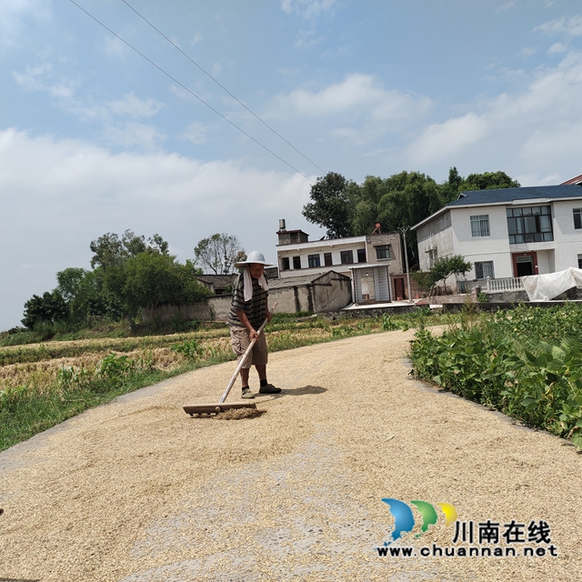 泸县兆雅镇:漫山遍野尽金黄,乡贤田里收获忙(图1) IMG_20220804_115200.jpg