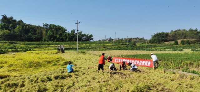 泸州市农业农村局开展水稻机收损失监测调查工作(图1) 1.jpg