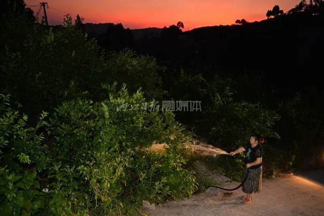 破防!一位内江大姐的哭诉:我就差用眼泪去浇树了……(图2) 2.jpg