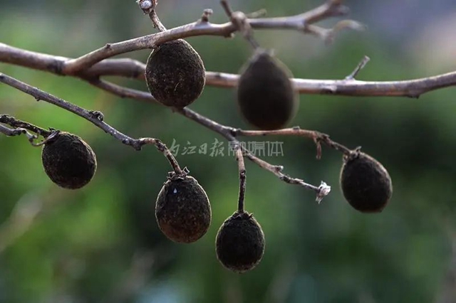 破防!一位内江大姐的哭诉:我就差用眼泪去浇树了……(图3) 3.jpg