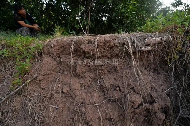 破防!一位内江大姐的哭诉:我就差用眼泪去浇树了……(图4) 4.jpg