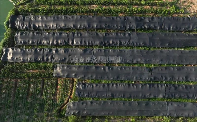 破防!一位内江大姐的哭诉:我就差用眼泪去浇树了……(图10) 10.jpg