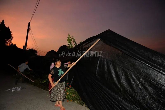 破防!一位内江大姐的哭诉:我就差用眼泪去浇树了……(图9) 9.jpg