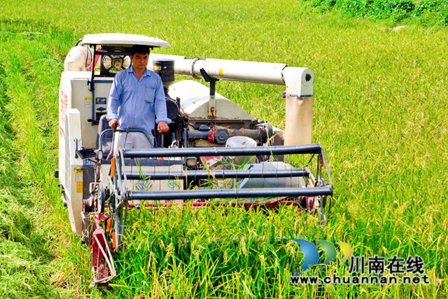 泸县石桥镇实现水稻栽培现代化.jpg