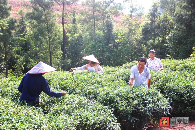 富顺县:幸福生活“品”出来,茶香吹开致富路(图2) 2.jpg