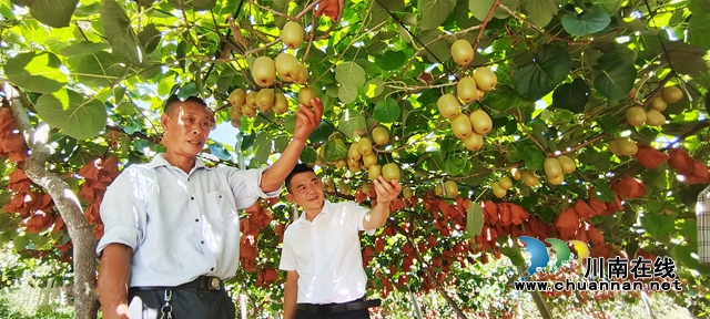 图1：猕猴桃丰收乐了易祖彬（右）的业主张礼明.jpg