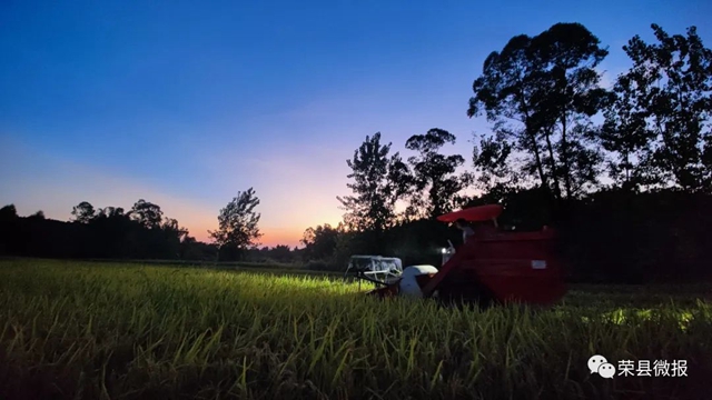 荣县：开启“夜战模式”，抢收水稻对抗“秋老虎”​