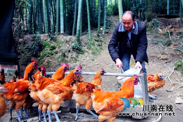 泸县:发挥“新乡贤”作用,助力乡村振兴战略(图1) 泸县石桥镇吉祥村乡贤养殖的“林下鸡”.jpg