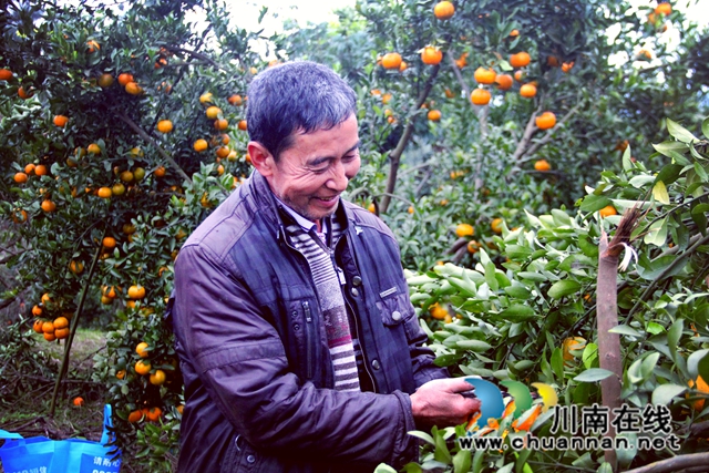 泸县:发挥“新乡贤”作用,助力乡村振兴战略(图2) 泸县石桥镇大堰村乡贤的那一抹“橘红”成为大地上最亮丽的风景线.jpg