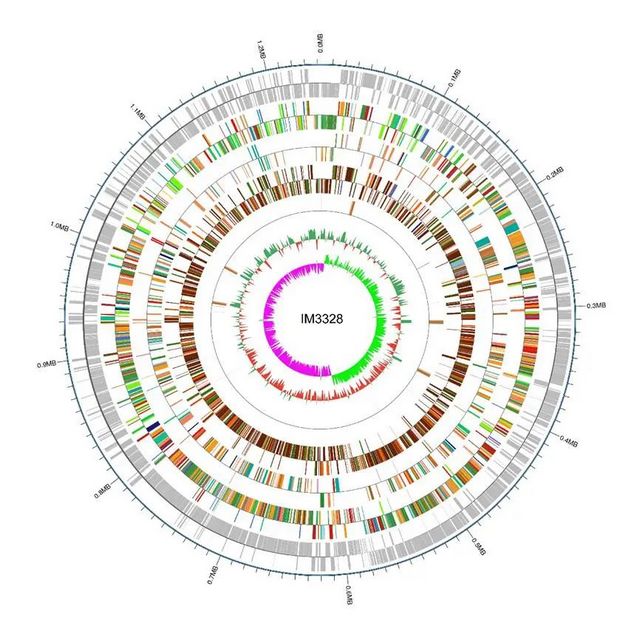 【新发现】泸州老窖窖池发现迄今最小基因组的乳杆菌新种(图3) nEO_IMG_13.jpg