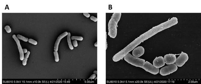 【新发现】泸州老窖窖池发现迄今最小基因组的乳杆菌新种(图2) nEO_IMG_12.jpg